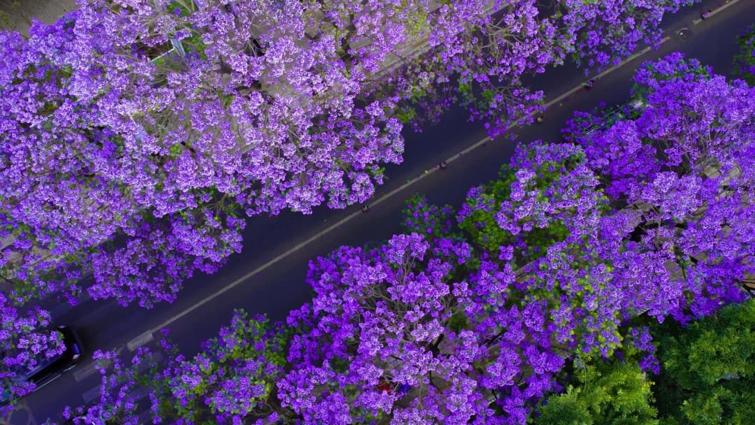 昆明网红蓝花楹的身世：从阿尔及利亚到春城大街小巷