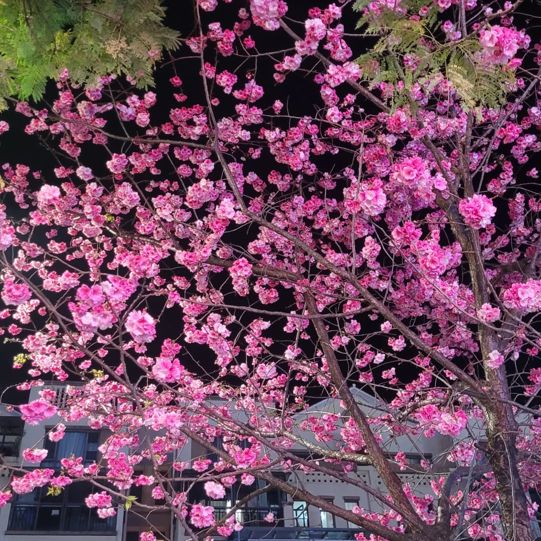 去有樱花🌸的地方跑步