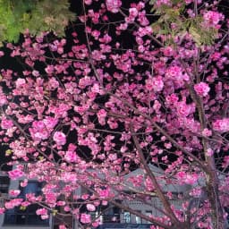 去有樱花🌸的地方跑步