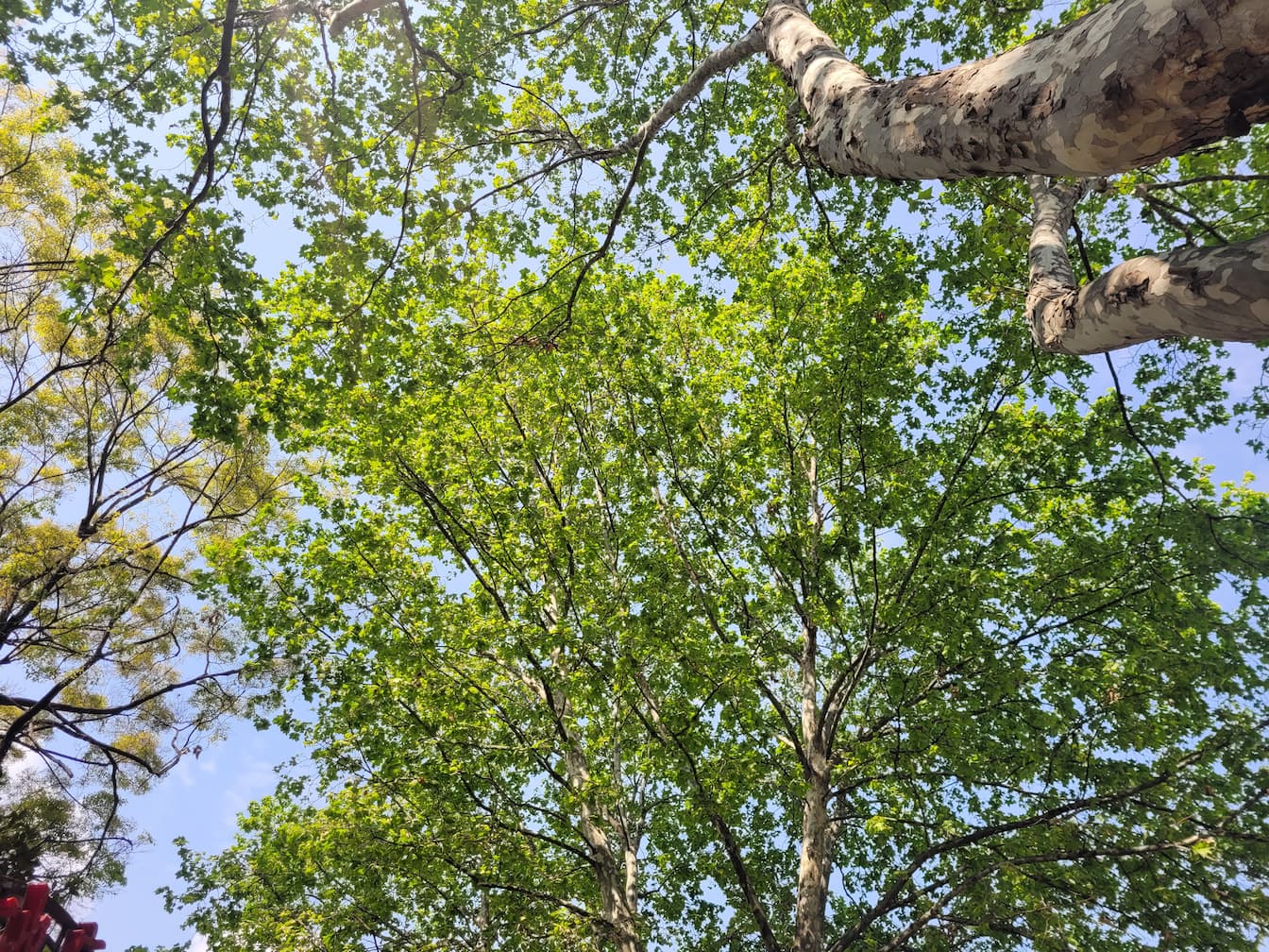 学府路上翠绿的梧桐叶掩映下的天空，好好看