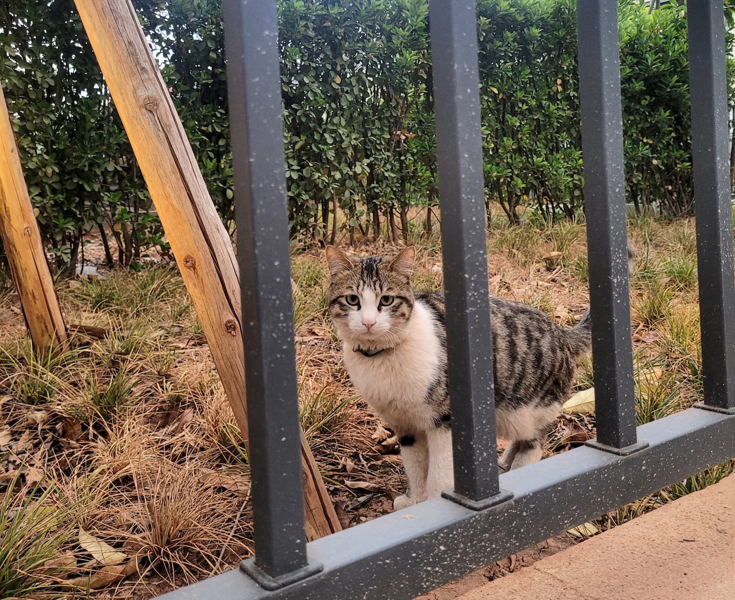 小区里的猫咪